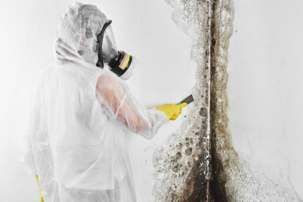 Best Fast Mold Removal  in Muscle Shos, AL