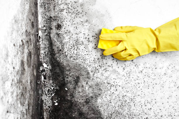 Best Commercial Mold Removal  in Muscle Shos, AL