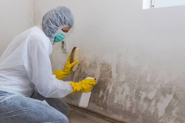 Best Mold Removal and Inspection  in Muscle Shos, AL