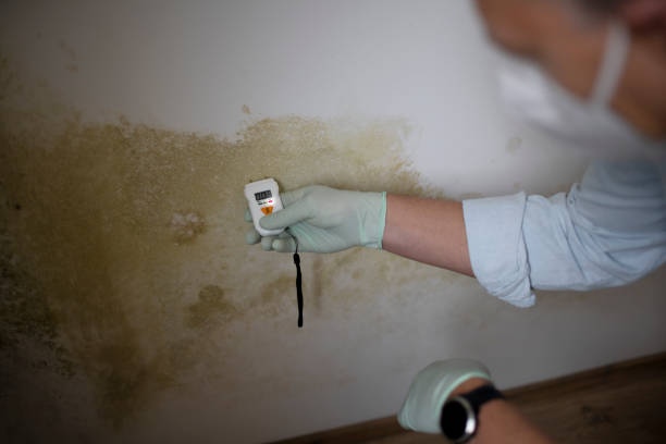 Mold Removal and Inspection in Muscle Shoals, AL