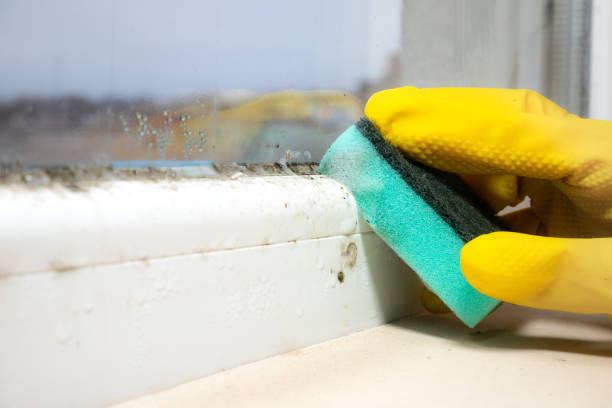 Best Affordable Mold Removal  in Muscle Shos, AL