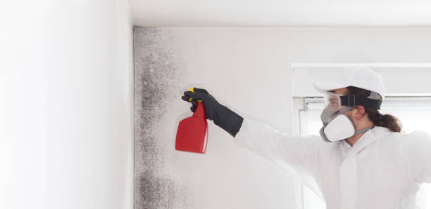 Best Mold Removal Process  in Muscle Shos, AL
