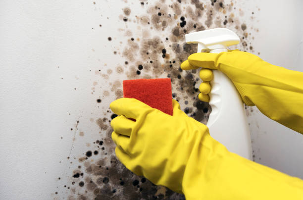 Best Toxic Mold Removal  in Muscle Shos, AL