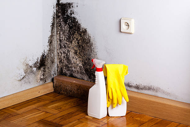Attic Mold Removal in Muscle Shoals, AL