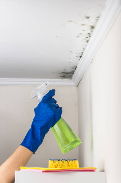 Reliable Muscle Shoals, AL Mold Removal Solutions
